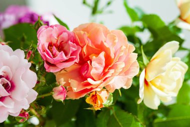 Vazodaki renkli güller