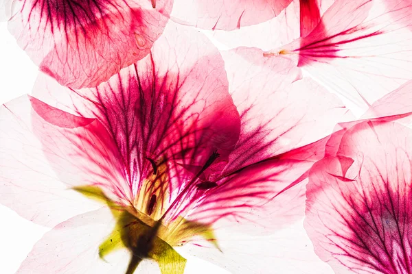 Flores Sobre Fondo Blanco — Foto de Stock