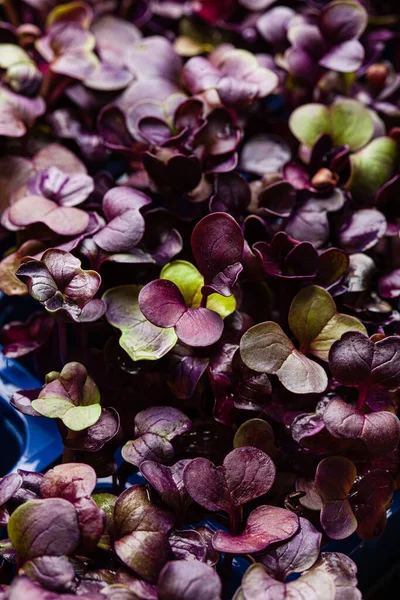 Joven Planta Rábano Púrpura Fondo — Foto de Stock