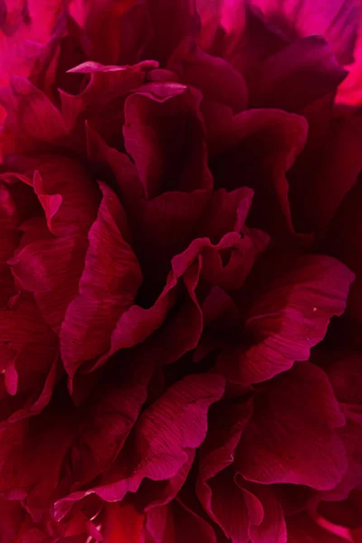 nice peony on the white background