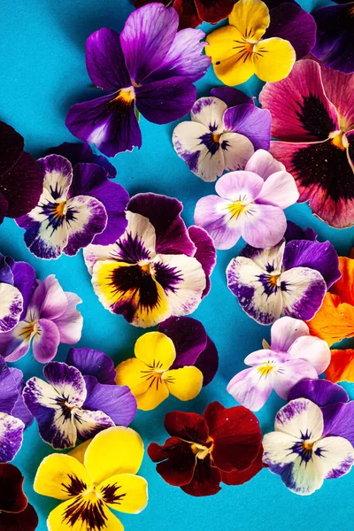 Beautiful Flowers Blue Background — Stock Photo, Image