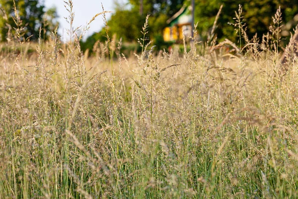 Nyári Mező Szép Növényekkel — Stock Fotó