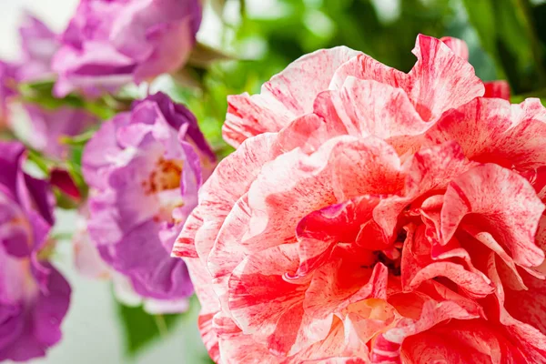 Красочные Розы Вазе — стоковое фото