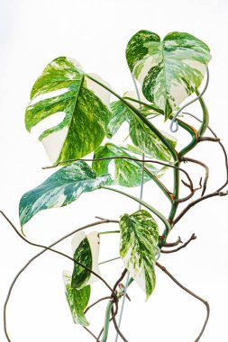 Beyaz arka planda canavar bitkisi