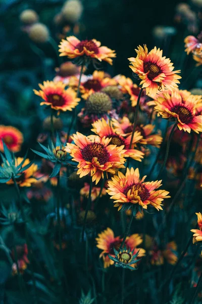 Herbstblumen Garten — Stockfoto