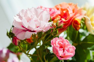 Vazodaki renkli güller