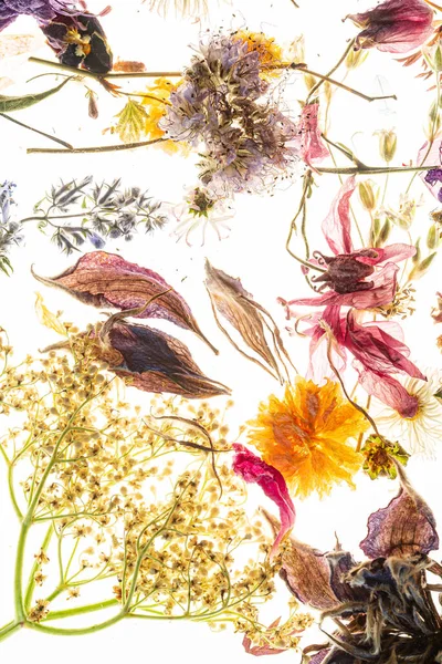 Fiori Secchi Foglie Sul Bianco — Foto Stock