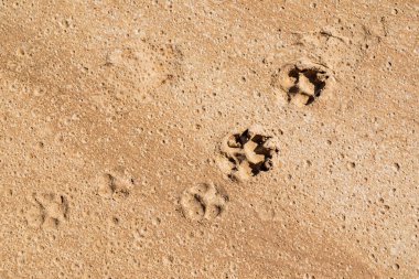 Çöldeki Kuru Toprağın Detayları - Doku / Desen