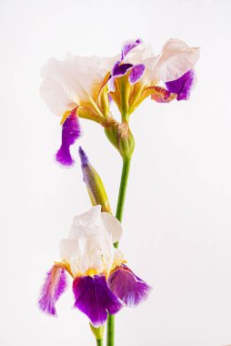 İris beyazda izole edilmiş.