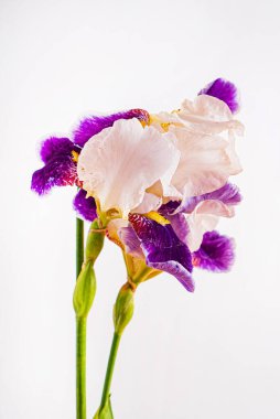 İris beyazda izole edilmiş.