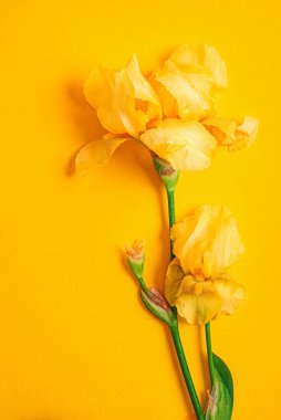 Renk arkaplanındaki iris