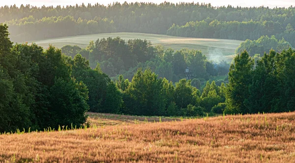 Zomerveld Met Verschillende Bloemen — Stockfoto