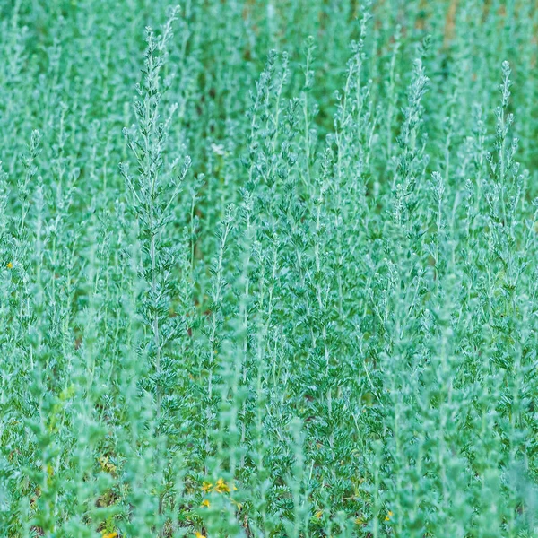 Rostlina Artemisia Terénu — Stock fotografie