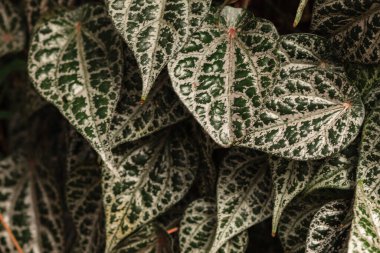 Yeşil yaprak dokusunu kapat