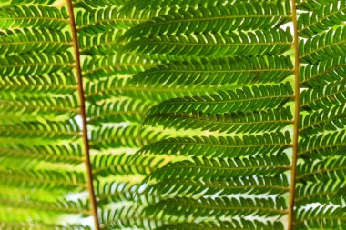 Yeşil yaprak dokusunu kapat