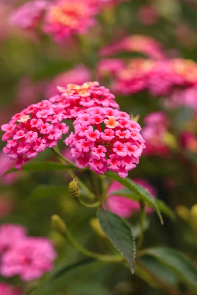 Lantana Camara Blumen Garten — Stockfoto