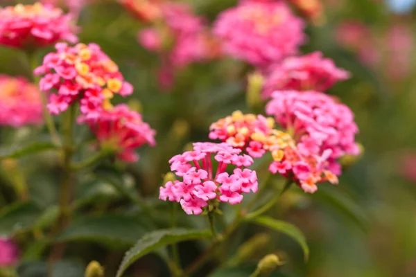 Bahçedeki Lantana Camara Çiçekleri — Stok fotoğraf