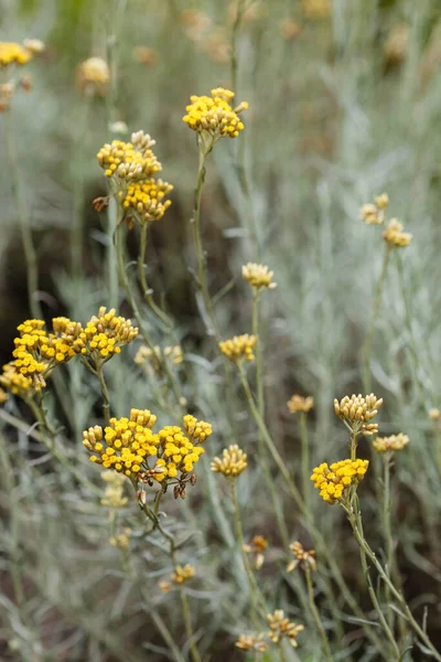 Helichrysum Italicum Rostlina Zahradě — Stock fotografie