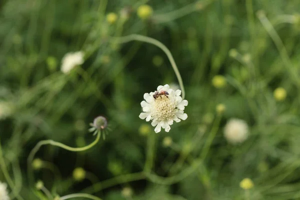 Scabiosa Kwiaty Ogrodzie — Zdjęcie stockowe
