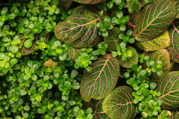 Primer Plano Textura Hoja Verde — Foto de Stock