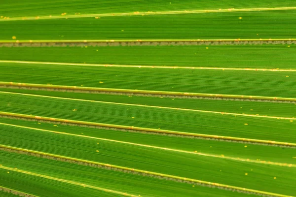 Primer Plano Textura Hoja Verde — Foto de Stock