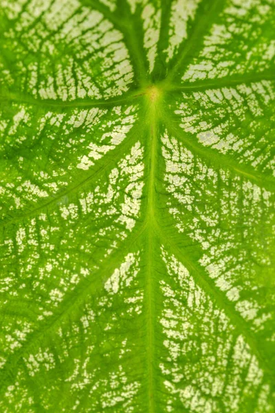 Close Textura Folha Verde — Fotografia de Stock