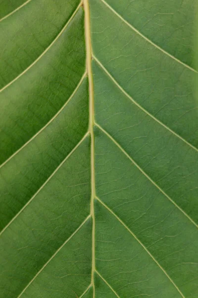 Primer Plano Textura Hoja Verde — Foto de Stock