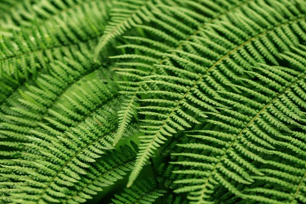 Крупним Планом Текстура Зеленого Листя — стокове фото