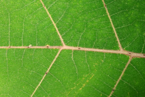 Close Green Leaf Texture — Stock Photo, Image