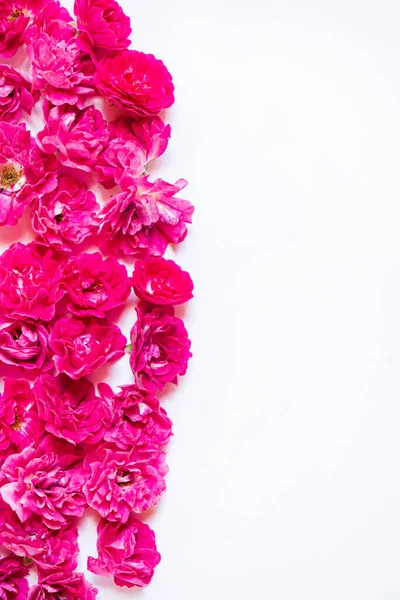 Frische Rosen Auf Weißem Hintergrund — Stockfoto
