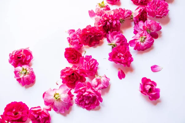 Fresh Roses White Background — Stock Photo, Image