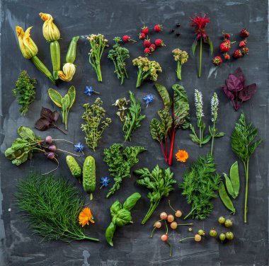 Siyah arka planda farklı bitkiler