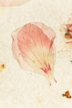 Eski kağıt ve kurumuş çiçekler.