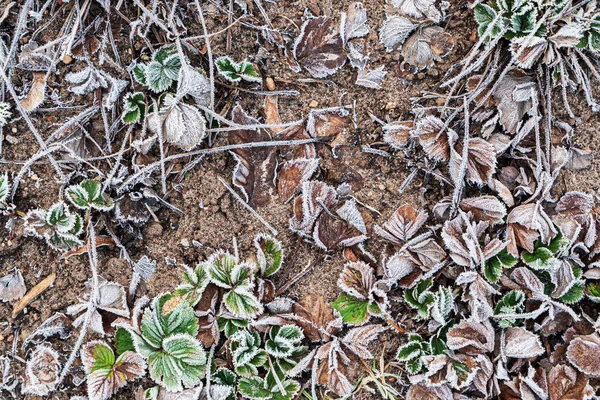 Рослини Полуниці Зимовому Саду — стокове фото