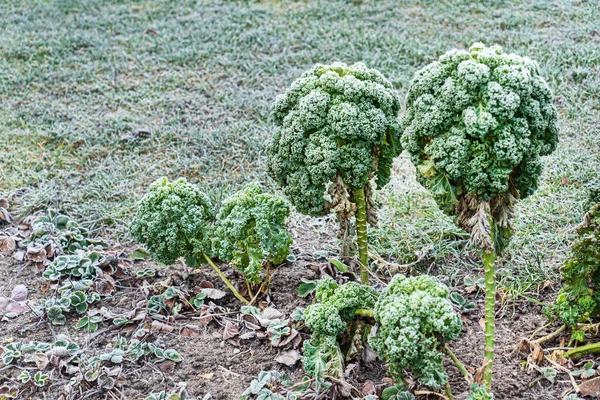 Kapusta Kapusta Mrożona Ogrodzie — Zdjęcie stockowe