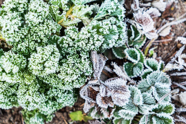 庭でカレーキャベツの霜が降り — ストック写真
