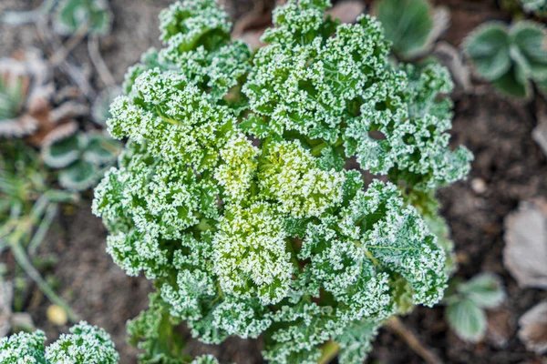 Glazuur Kool Kool Tuin — Stockfoto