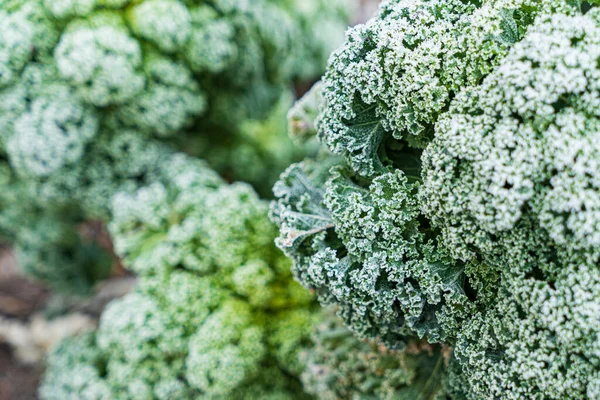 Frosted Kale Cabbage Garden — Stock Photo, Image