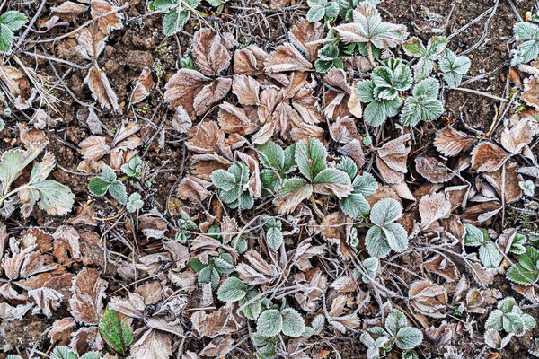 Strawberries Plants Winter Garden — Stock Photo, Image