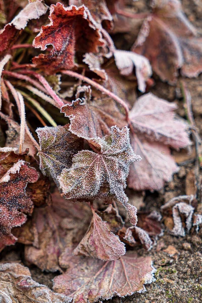 Pianta Heuchera Nel Giardino Inverno — Foto Stock