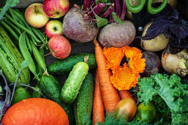 Świeże Organiczne Substancje Roślinne Pudełku — Zdjęcie stockowe