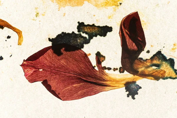 Vanha Paperi Kuivatut Kukat — kuvapankkivalokuva