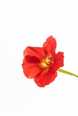 Beyaz arkaplanda çiçek