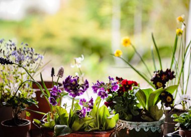 saksılarda bahar çiçekleri