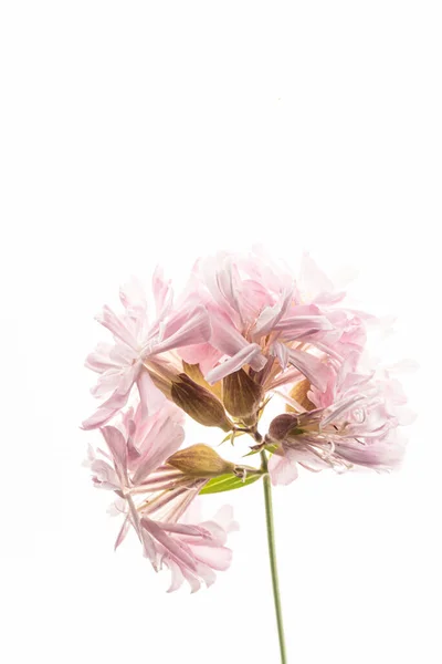 Flower White Background — Stock Photo, Image