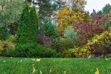 Güzel ağaçları olan sonbahar bahçesi.