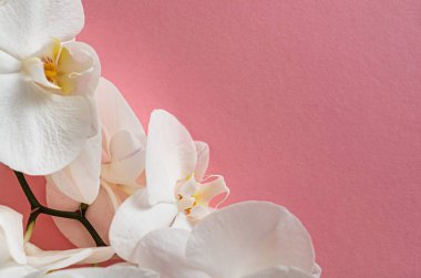 Renk arkaplanda taze beyaz orkide