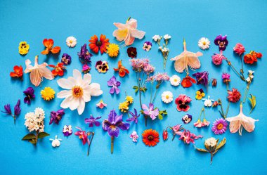 Mavi arka planda güzel çiçekler