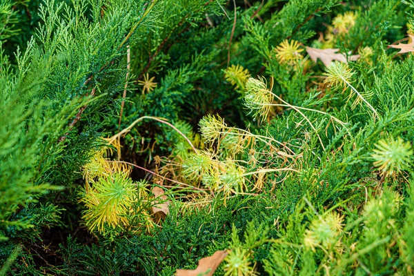 Outono Jardim Com Árvores Agradáveis — Fotografia de Stock