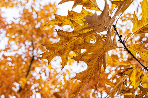 Autumn Garden Nice Trees — Stock Photo, Image